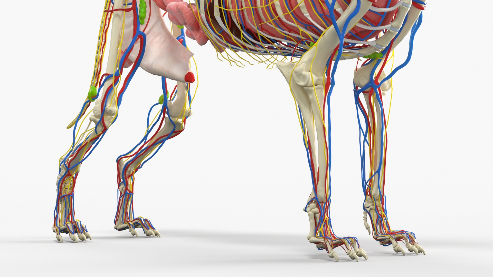 Dog Skeleton with Internal Organs Anatomy - view 7