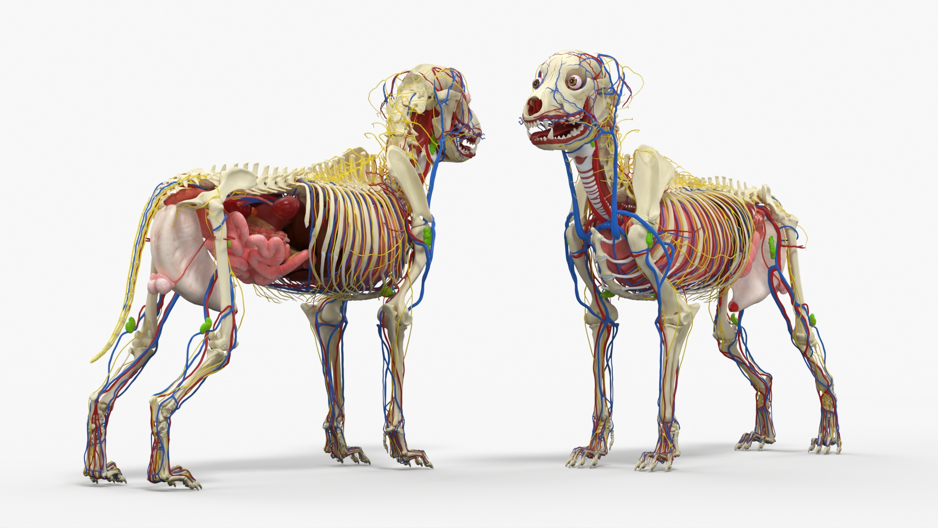 Dog Skeleton with Internal Organs Anatomy - view 5