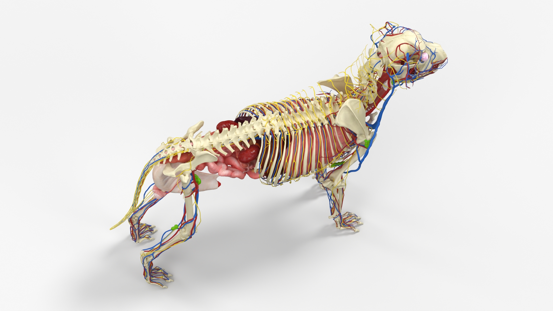 Dog Skeleton with Internal Organs Anatomy - view 8