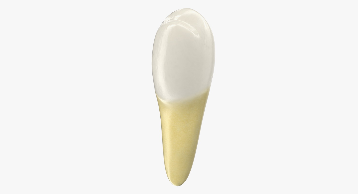 Premolar Teeth 3D model