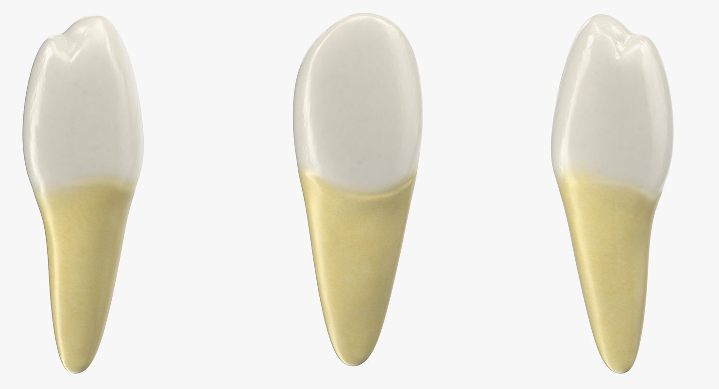 Premolar Teeth 3D model