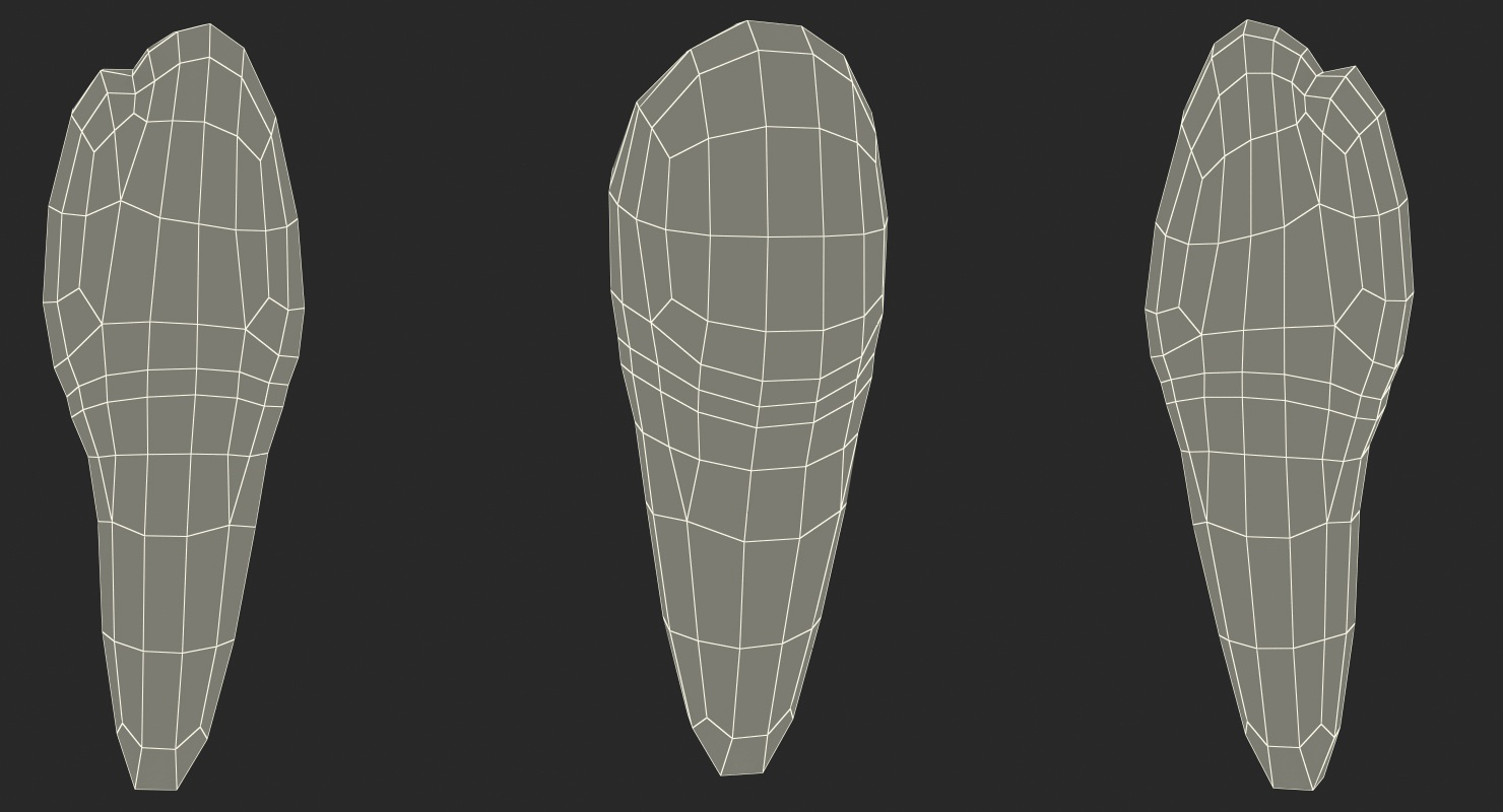 Premolar Teeth 3D model