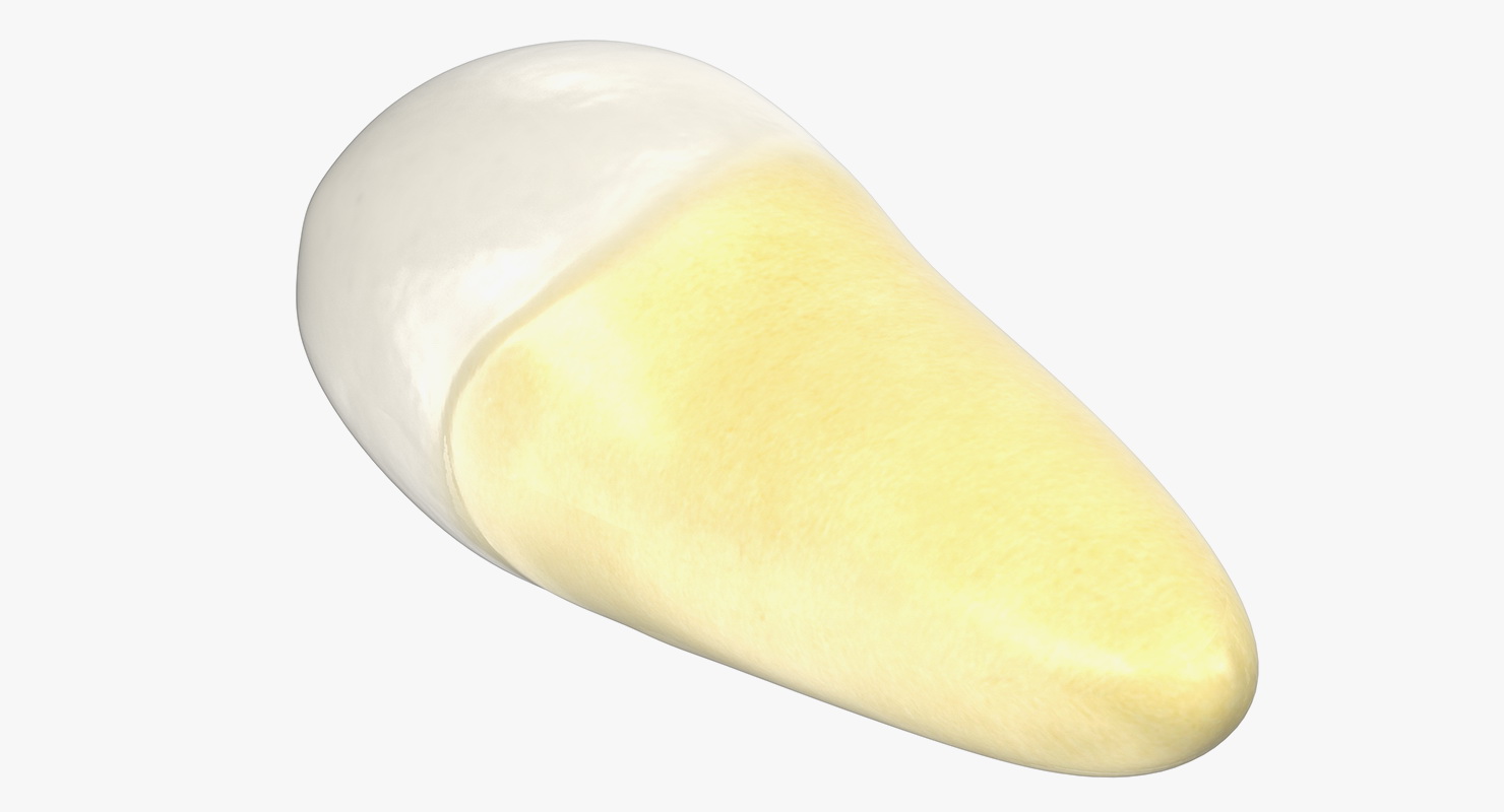 Premolar Teeth 3D model