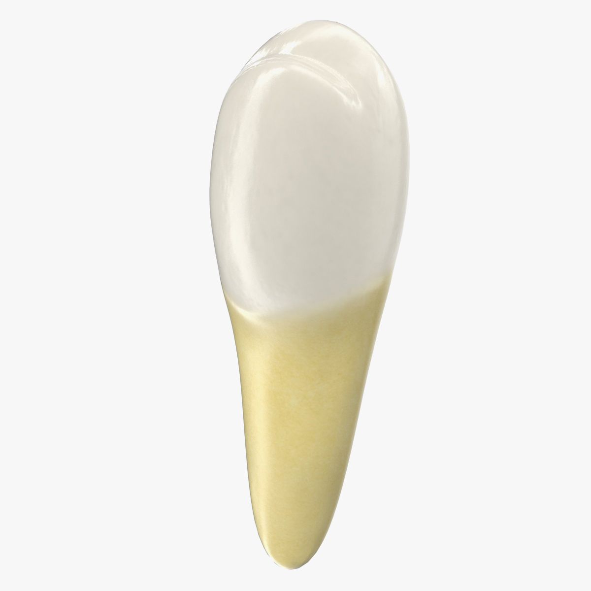 Premolar Teeth