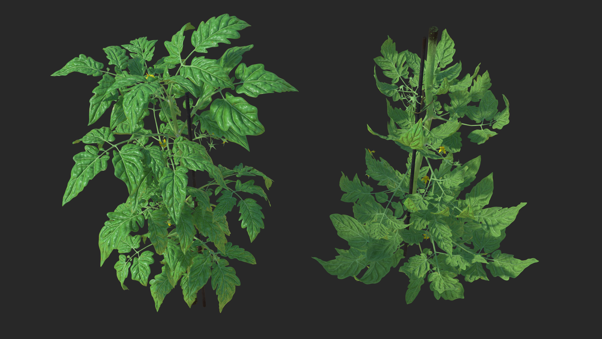 3D Green Stem and Tomato Leaves model