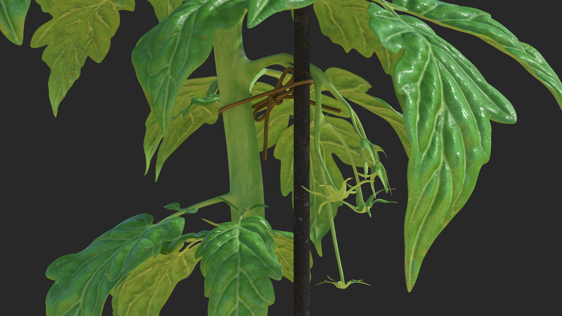 3D Green Stem and Tomato Leaves model