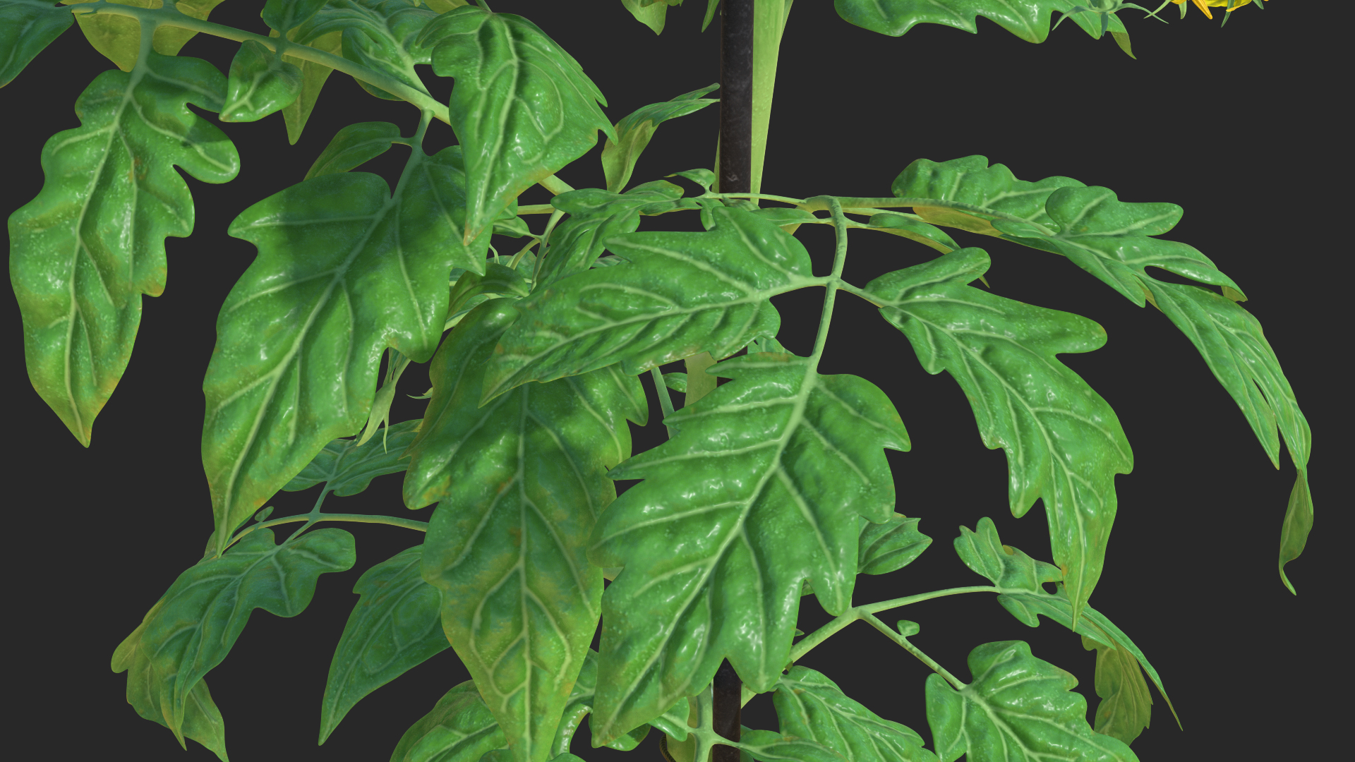 3D Green Stem and Tomato Leaves model