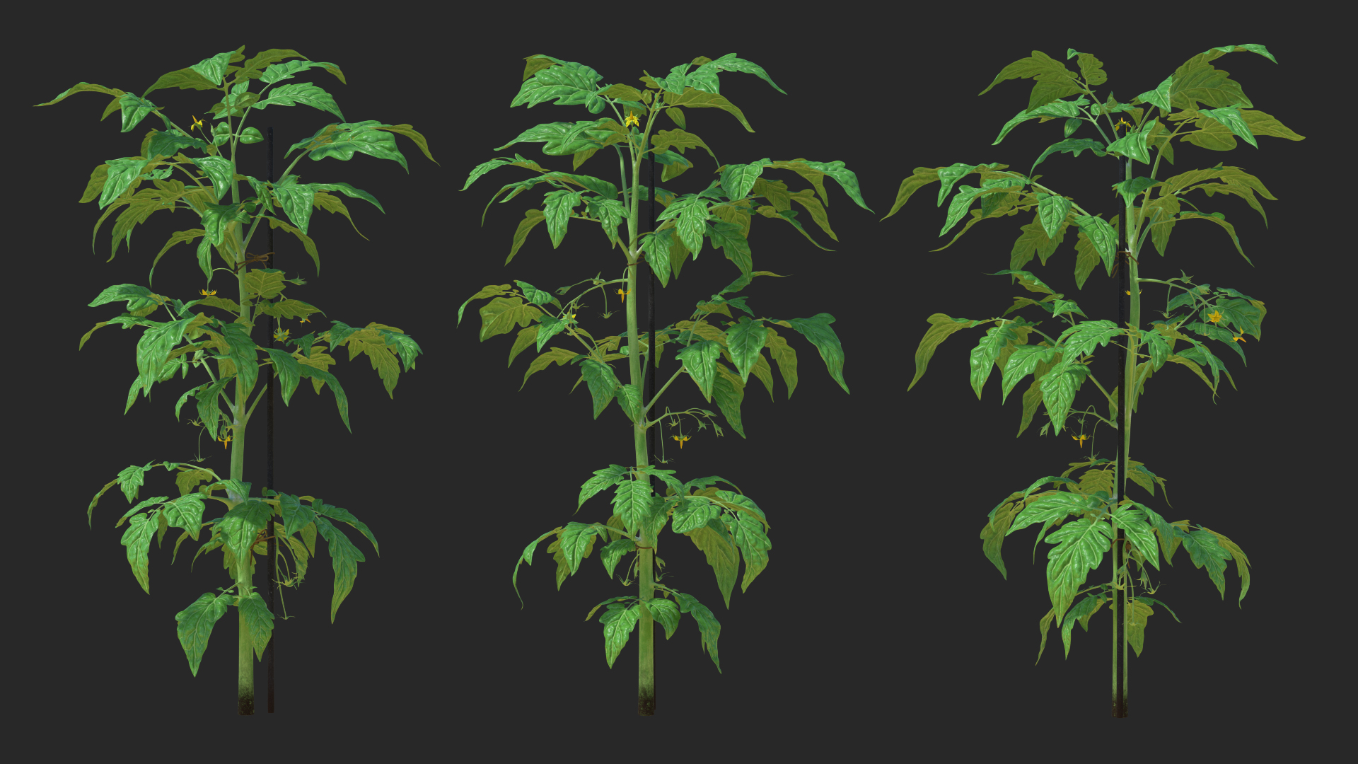 3D Green Stem and Tomato Leaves model