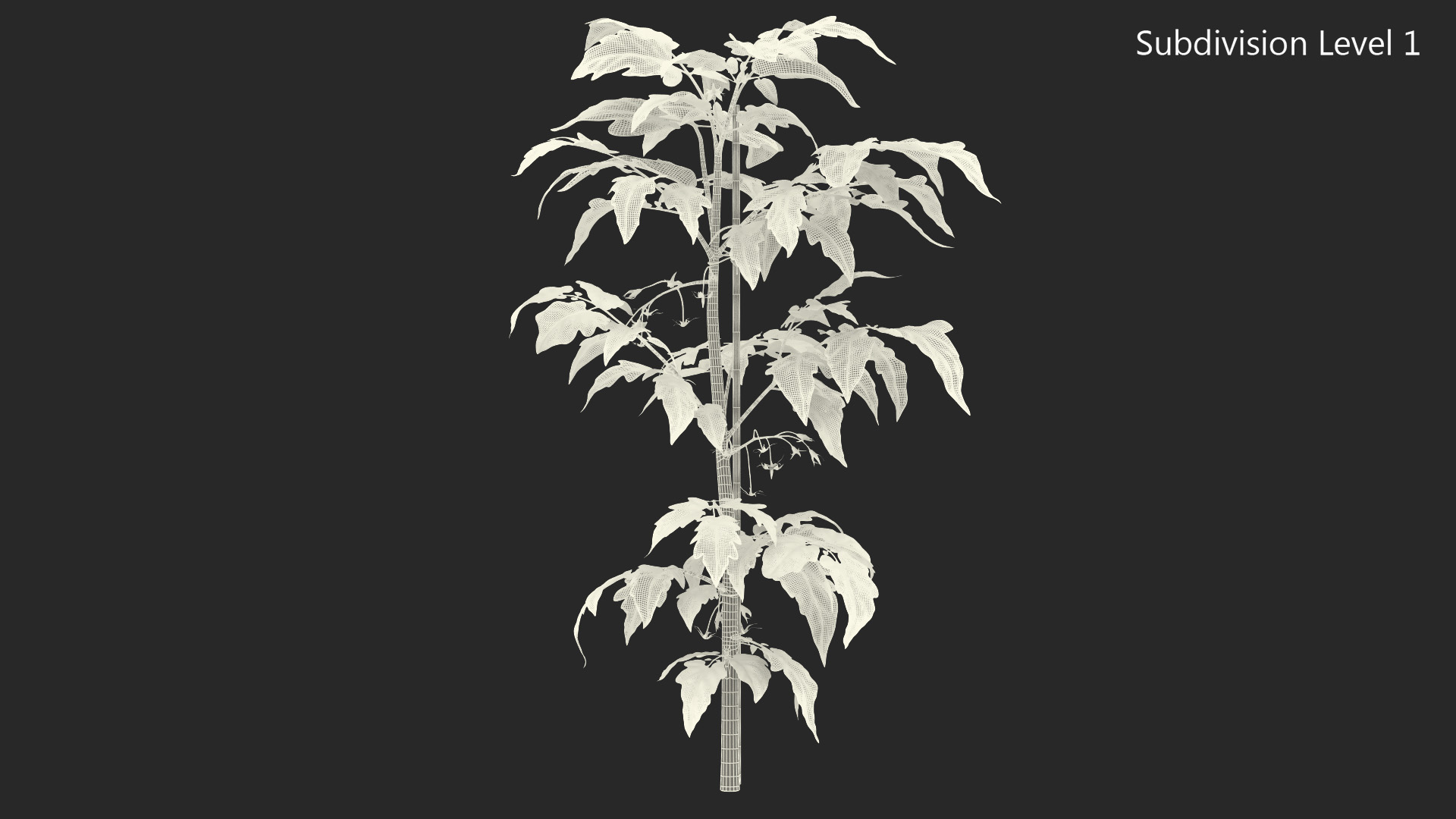 3D Green Stem and Tomato Leaves model
