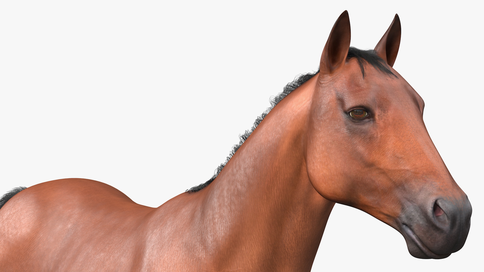 3D Stagecoach with Horses Fur