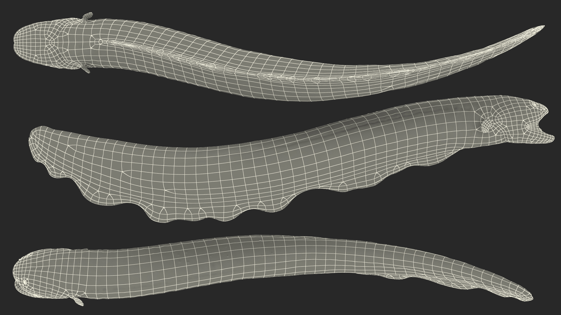 Electric Eel Attack Pose 3D model