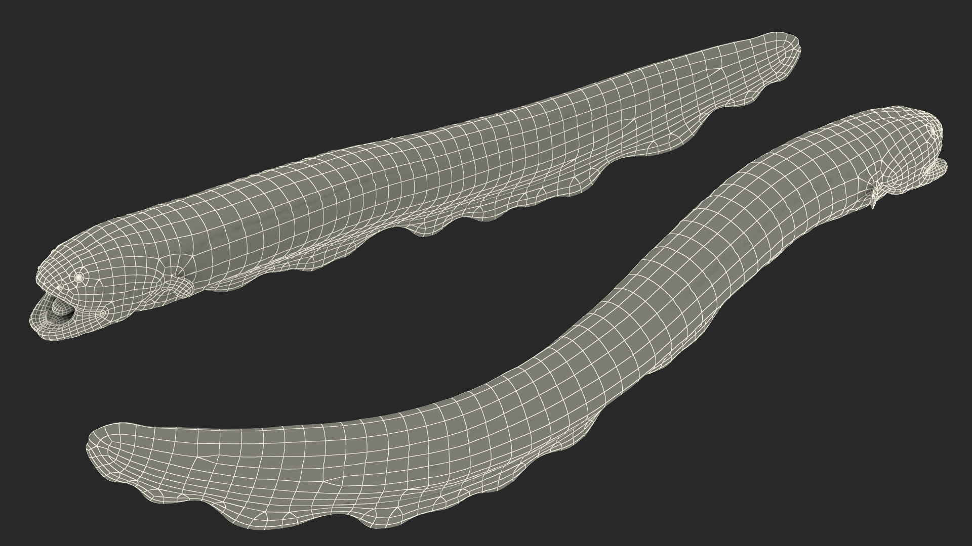 Electric Eel Attack Pose 3D model