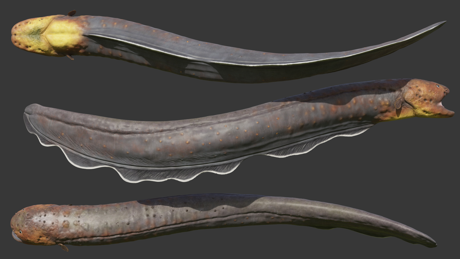 Electric Eel Attack Pose 3D model