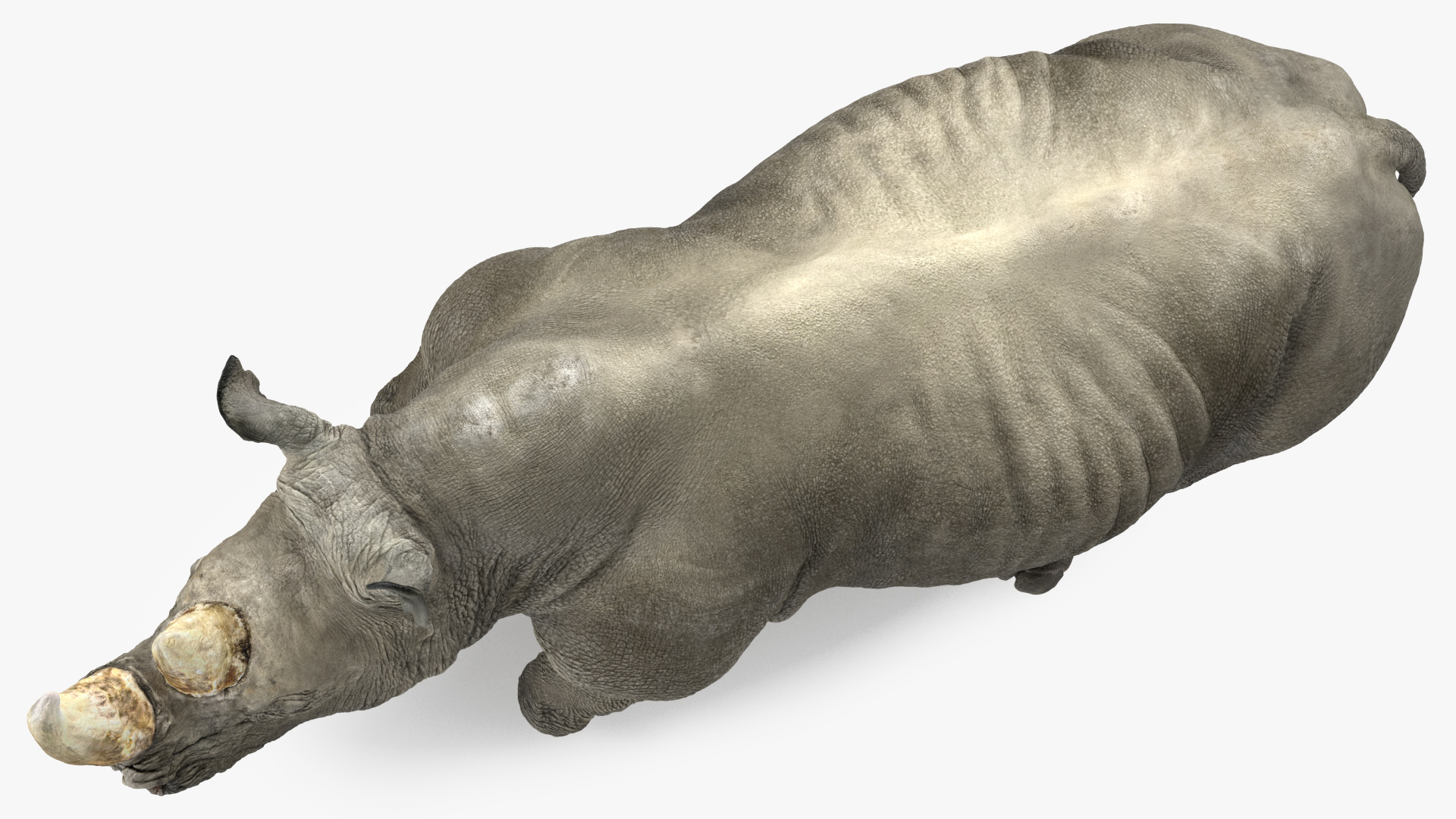 3D Rhino Running Pose model