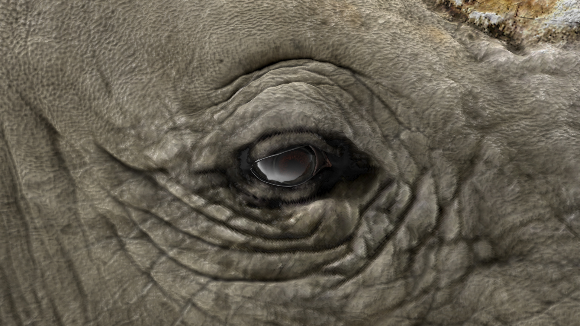 3D Rhino Running Pose model