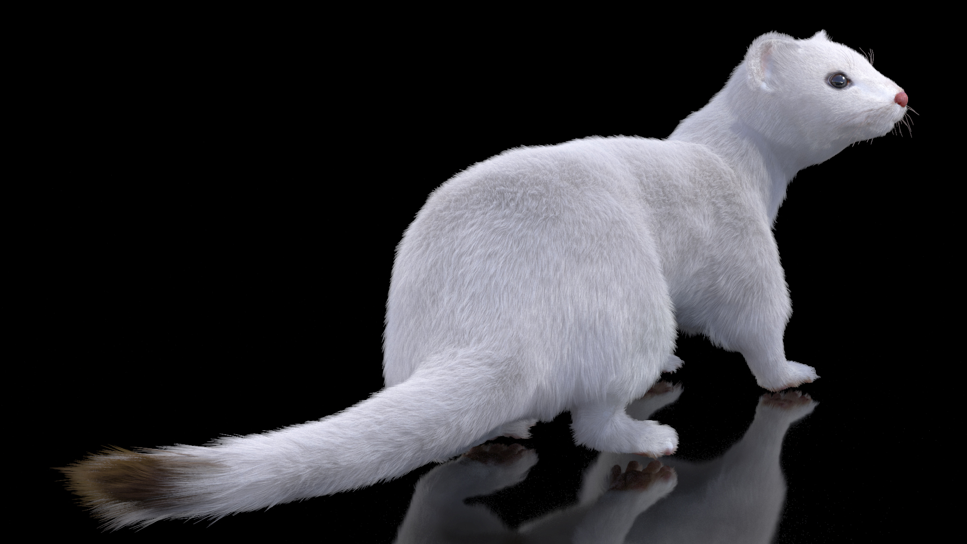 3D model Ermine Mammal White Fur Rigged