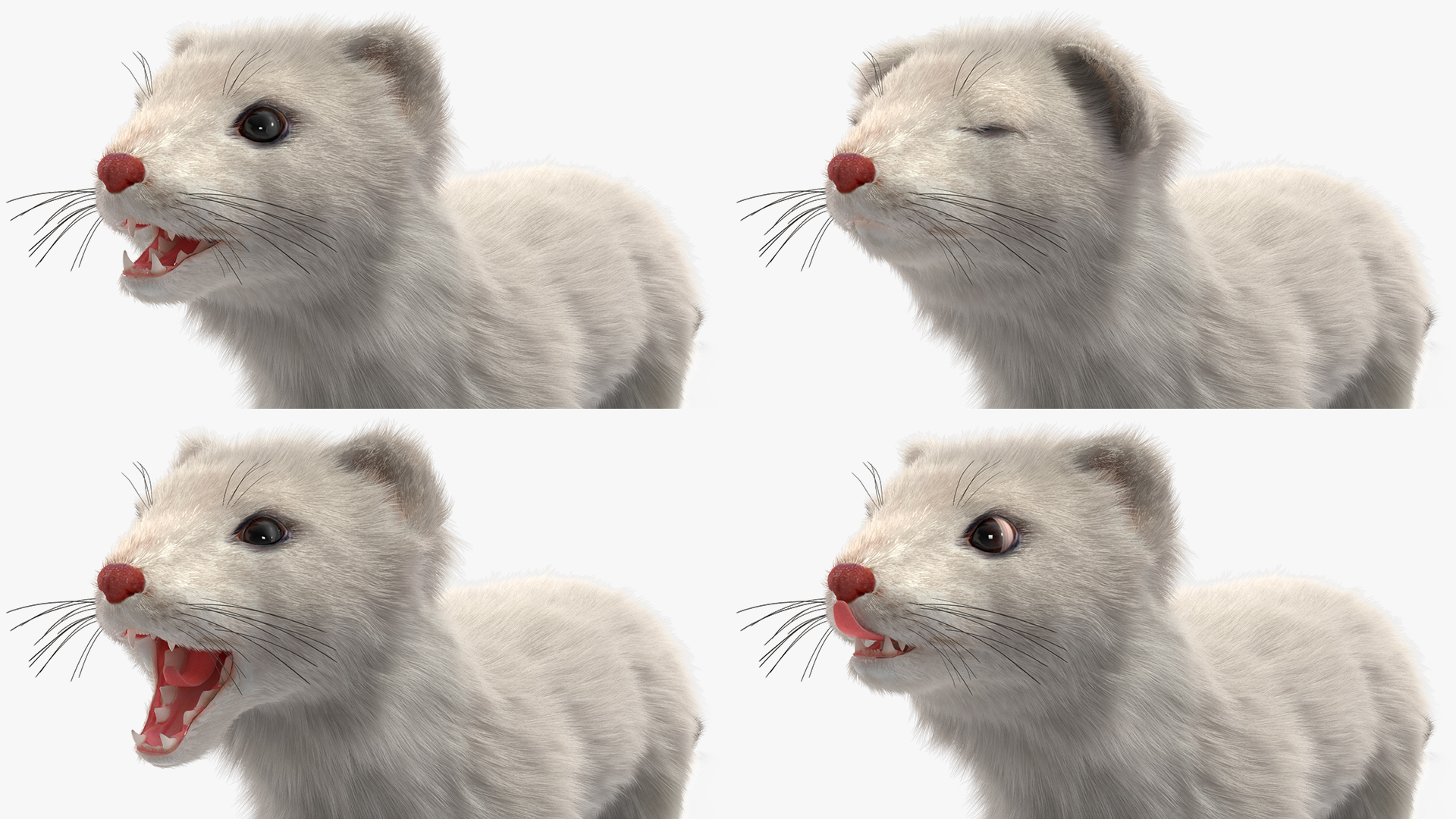 3D model Ermine Mammal White Fur Rigged