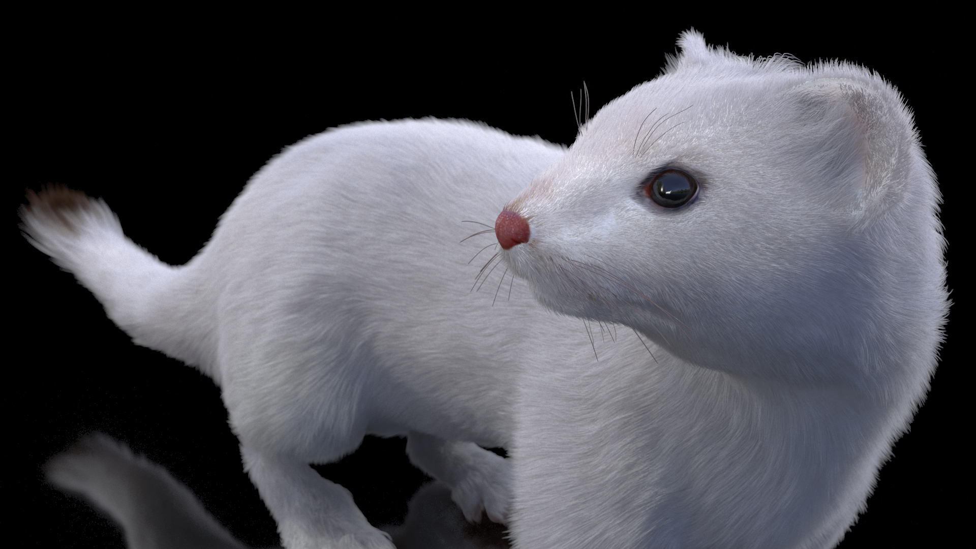 3D model Ermine Mammal White Fur Rigged