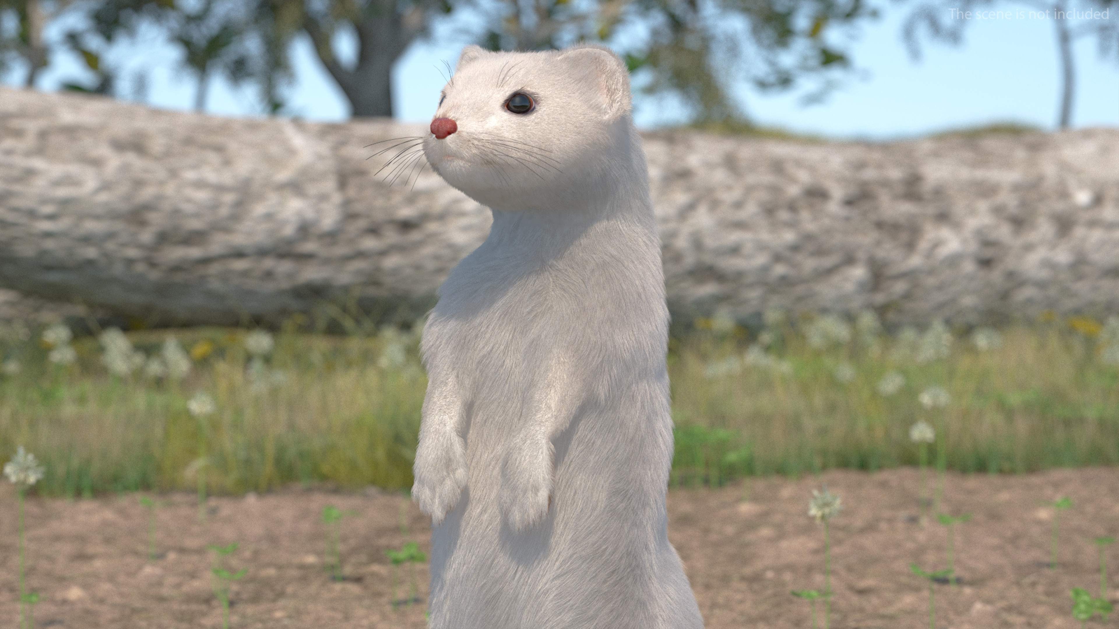 3D model Ermine Mammal White Fur Rigged