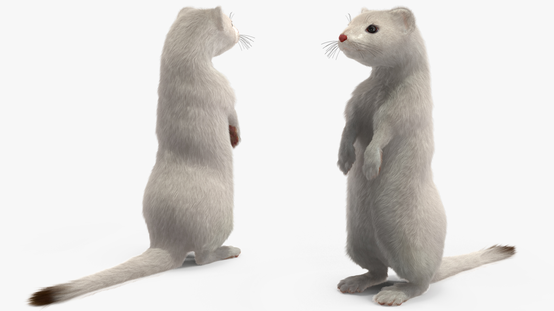 3D model Ermine Mammal White Fur Rigged