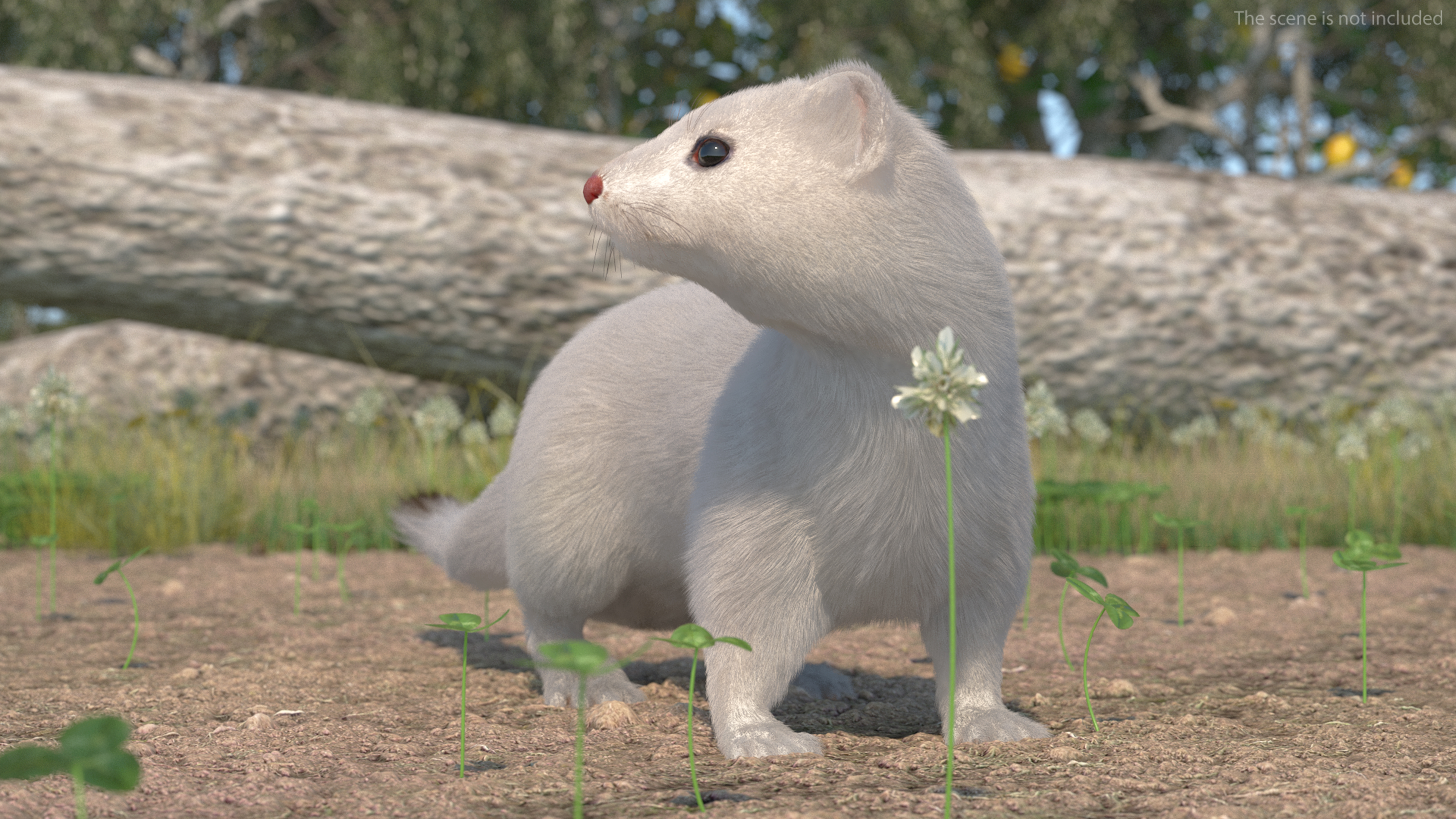 3D model Ermine Mammal White Fur Rigged