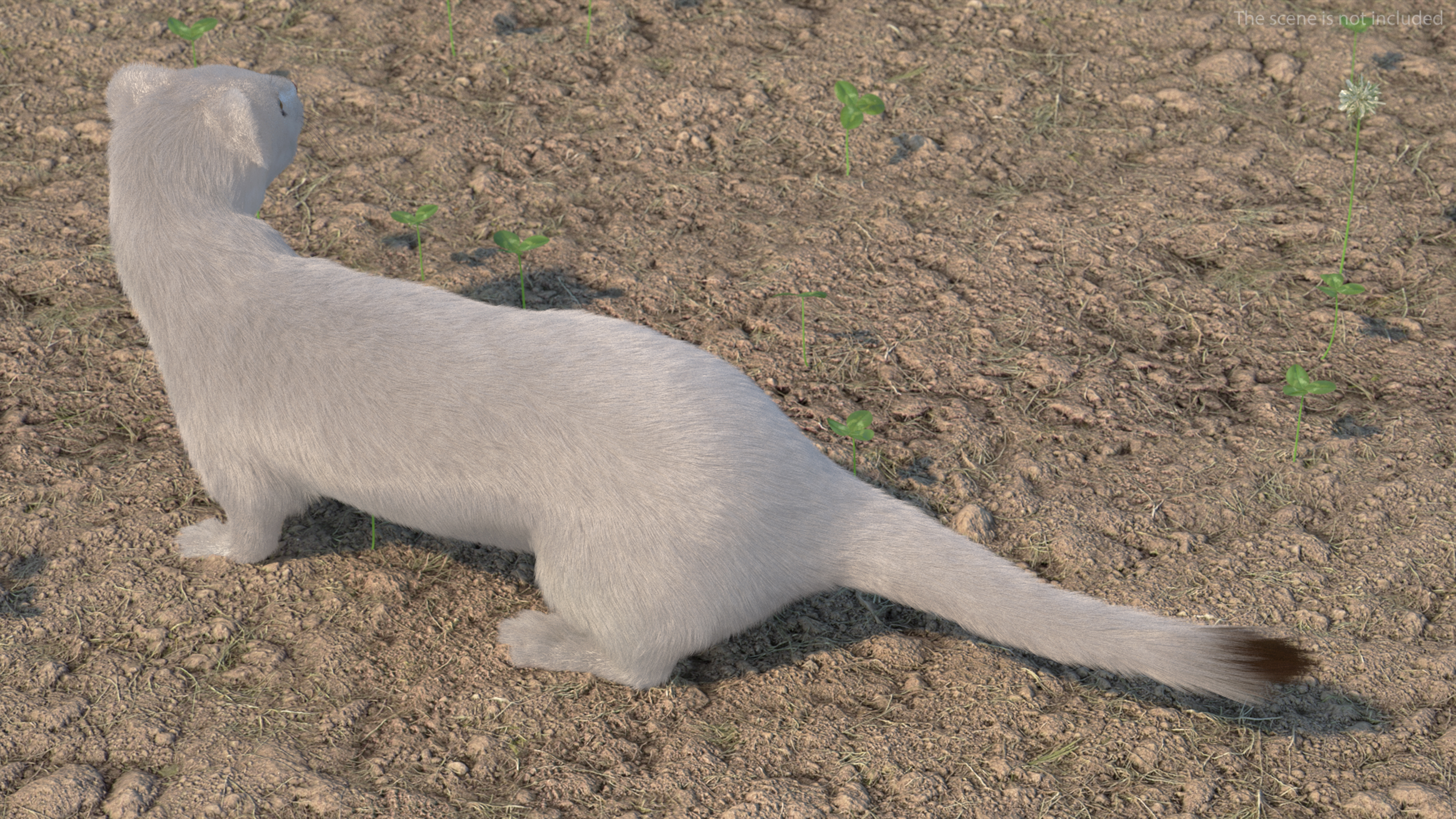 3D model Ermine Mammal White Fur Rigged