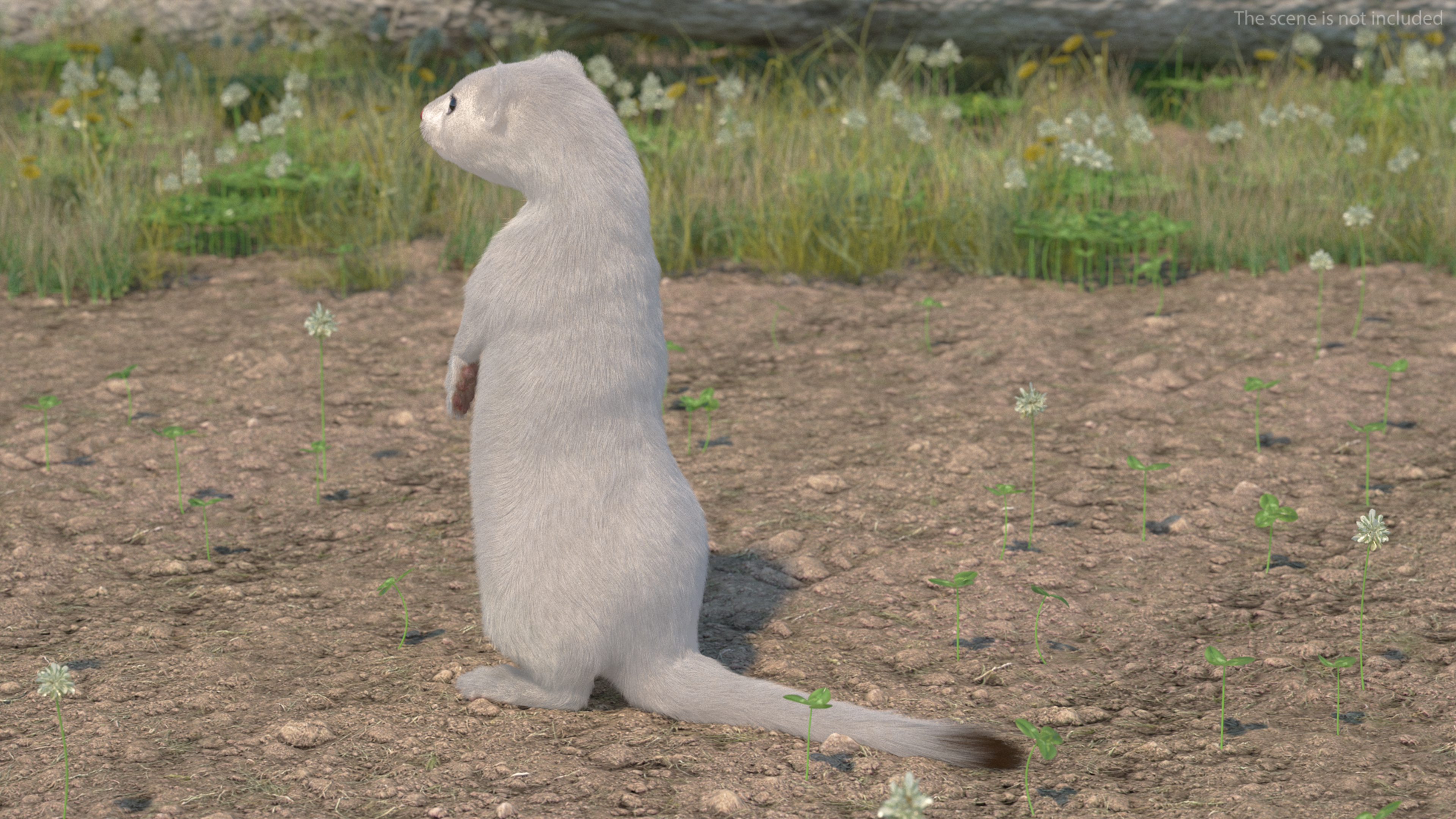 3D model Ermine Mammal White Fur Rigged