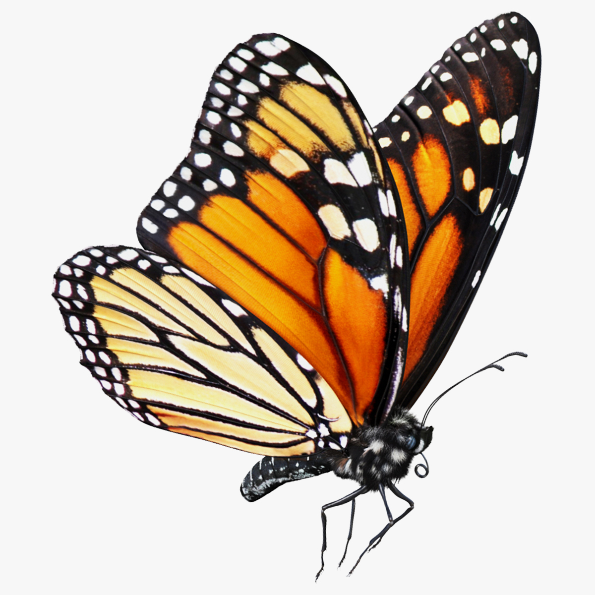 Monarch Butterfly Flying Pose with Fuzz 3D model preview