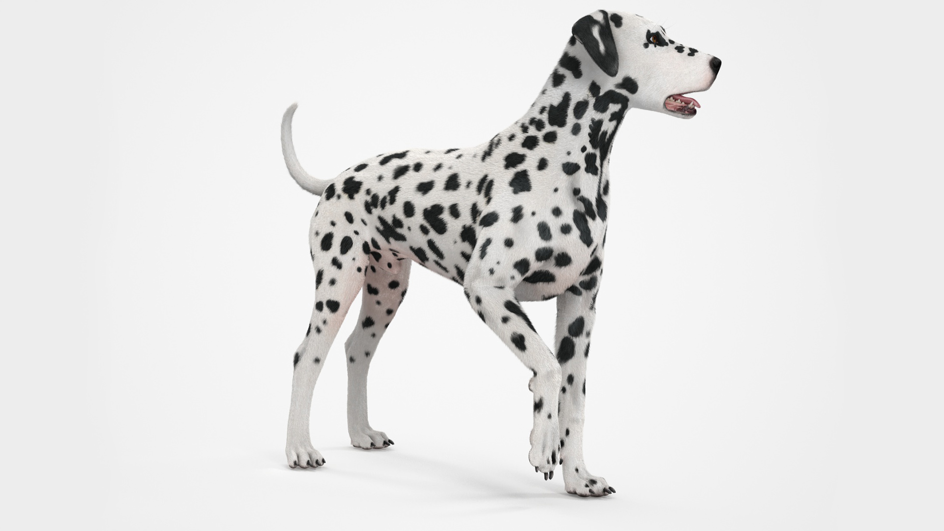 Spotted Standing Dalmatian Dog Fur 3D model