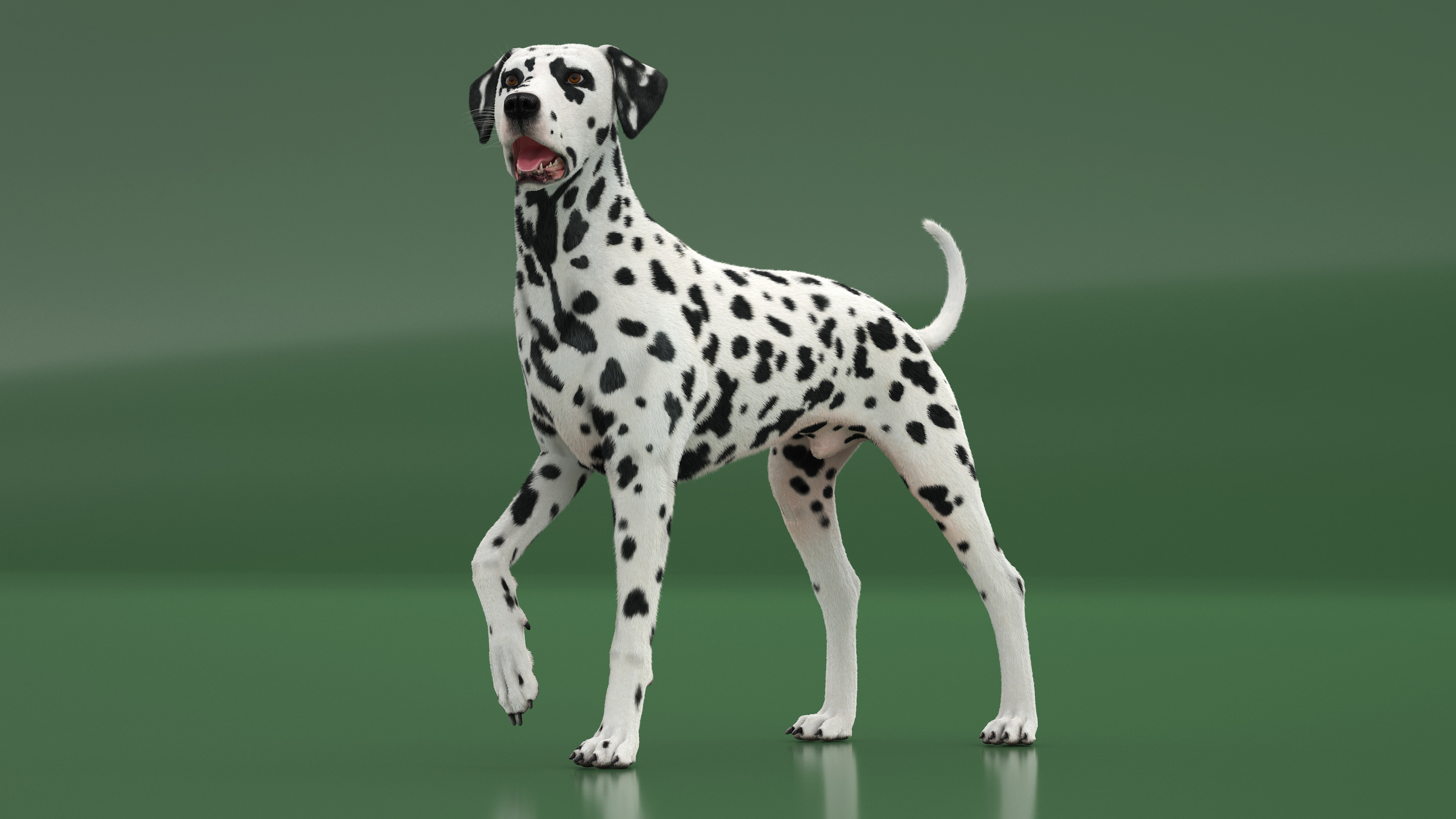 Spotted Standing Dalmatian Dog Fur 3D model