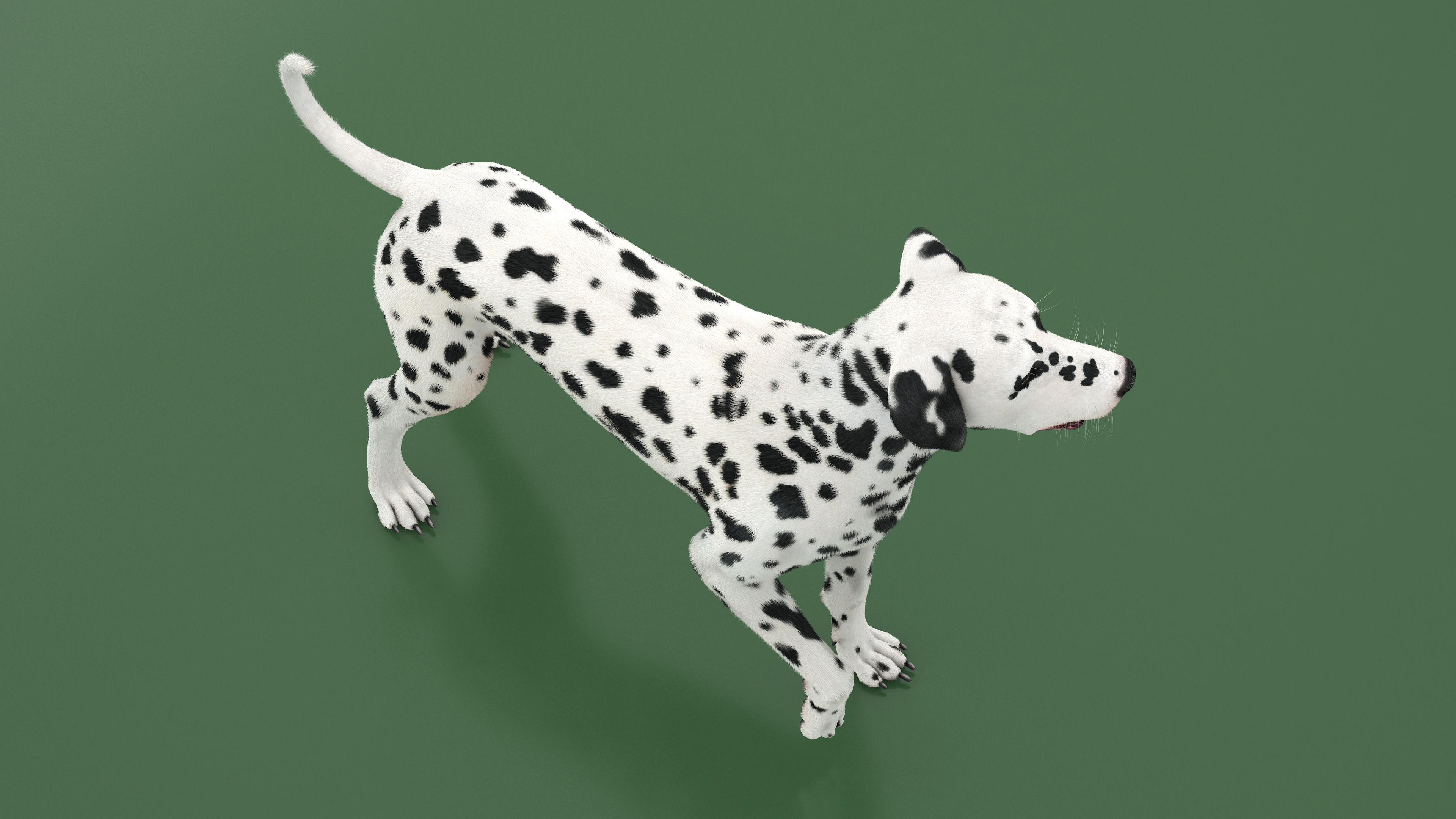 Spotted Standing Dalmatian Dog Fur 3D model