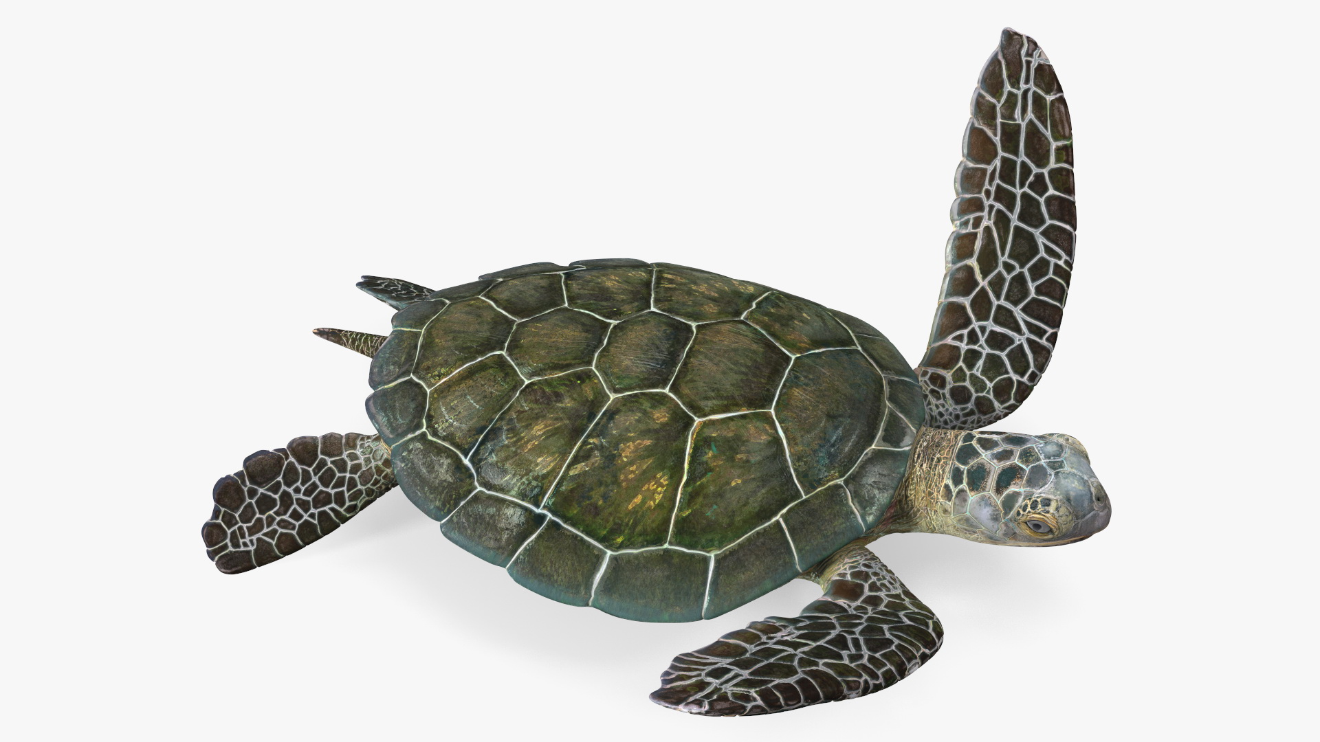 3D model Realistic Sea Turtle