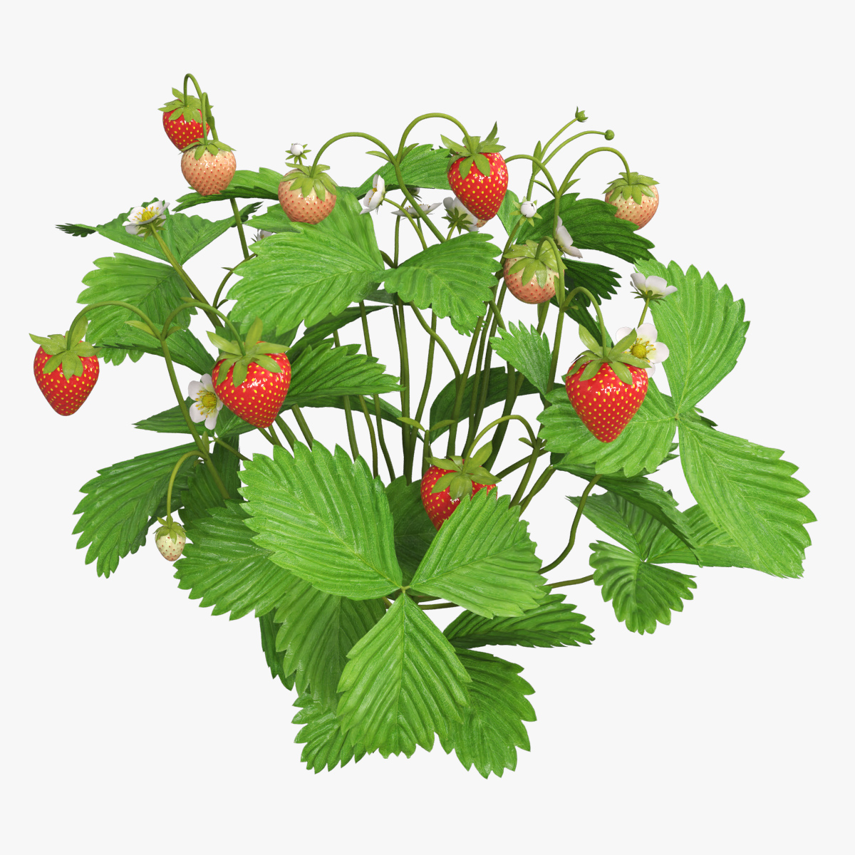 Strawberry Plant with Ripe and Green Fruits