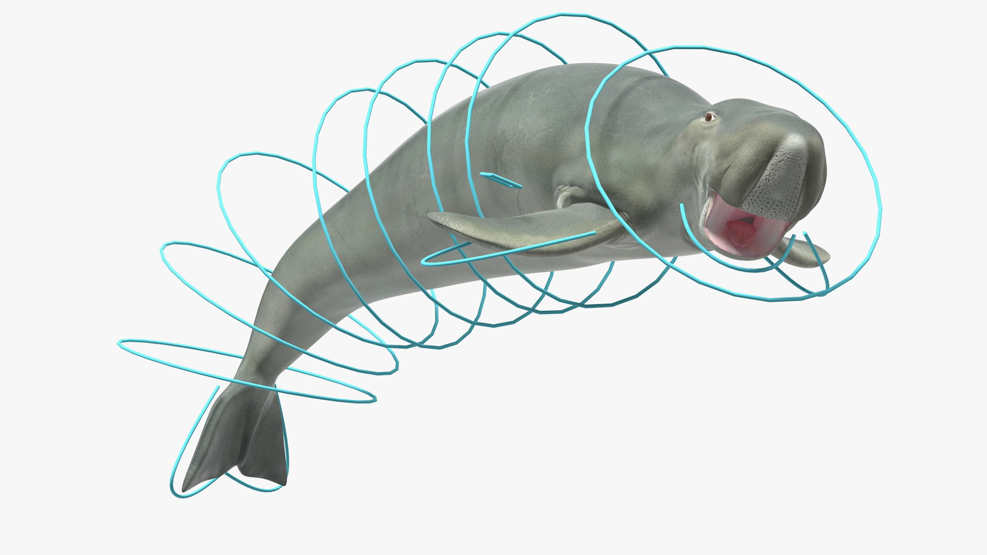 3D Dugong Rigged model