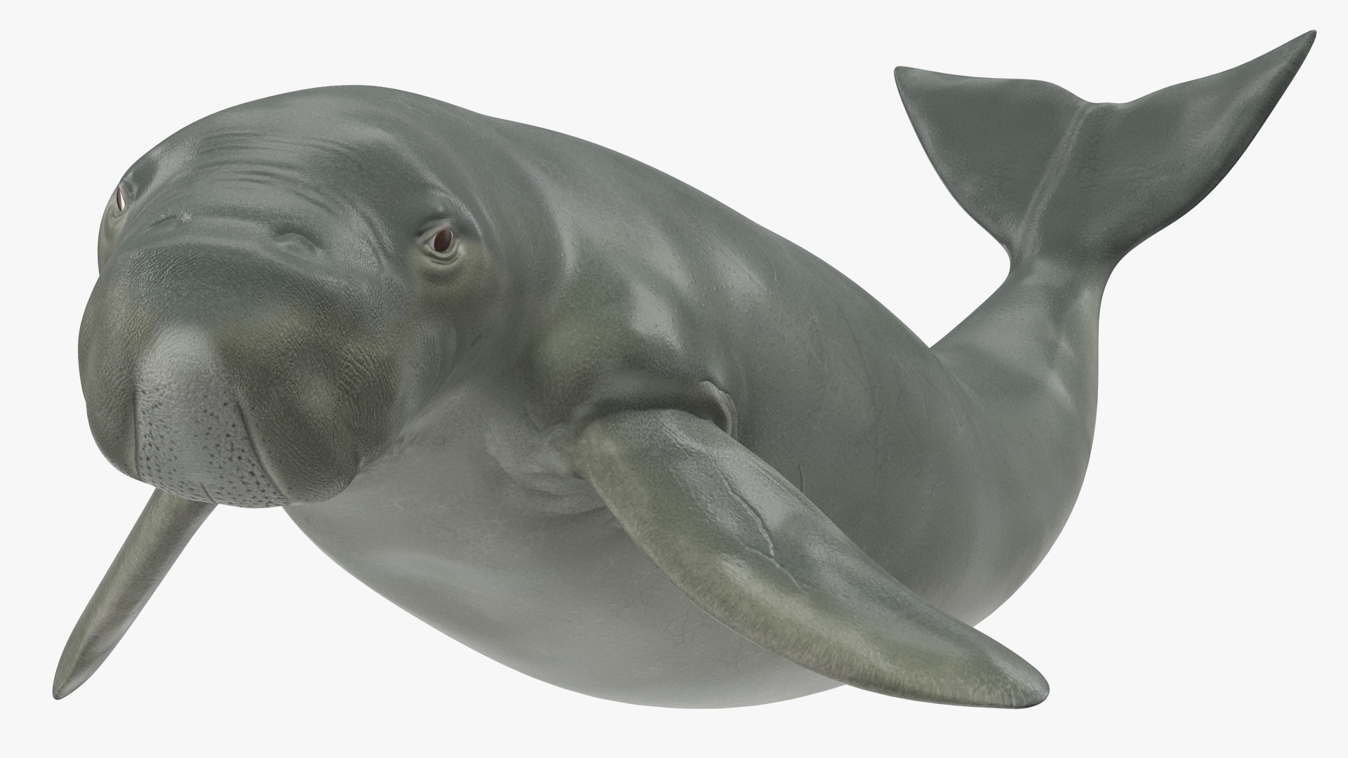 3D Dugong Rigged model