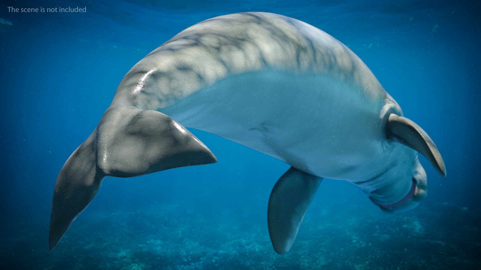 3D Dugong Rigged model