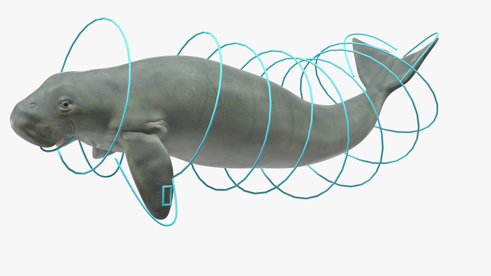 3D Dugong Rigged model