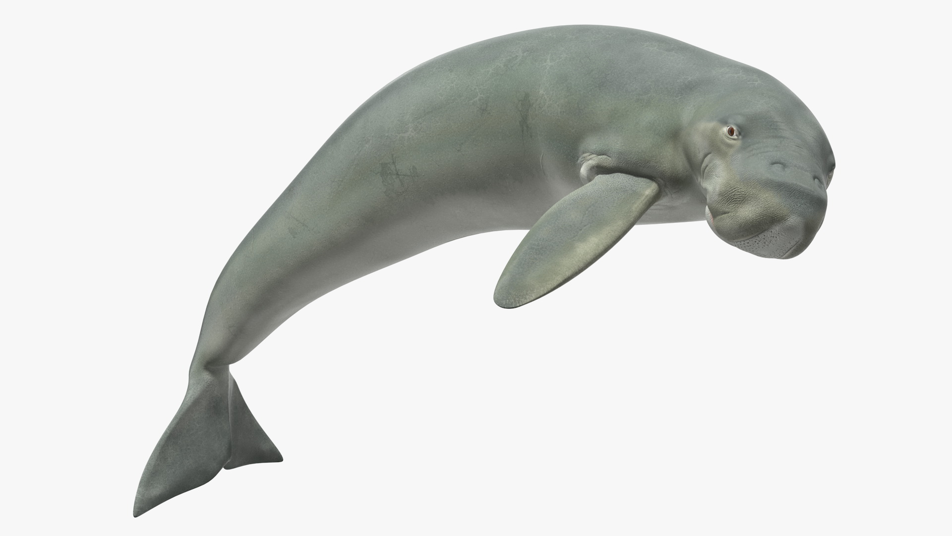 3D Dugong Rigged model