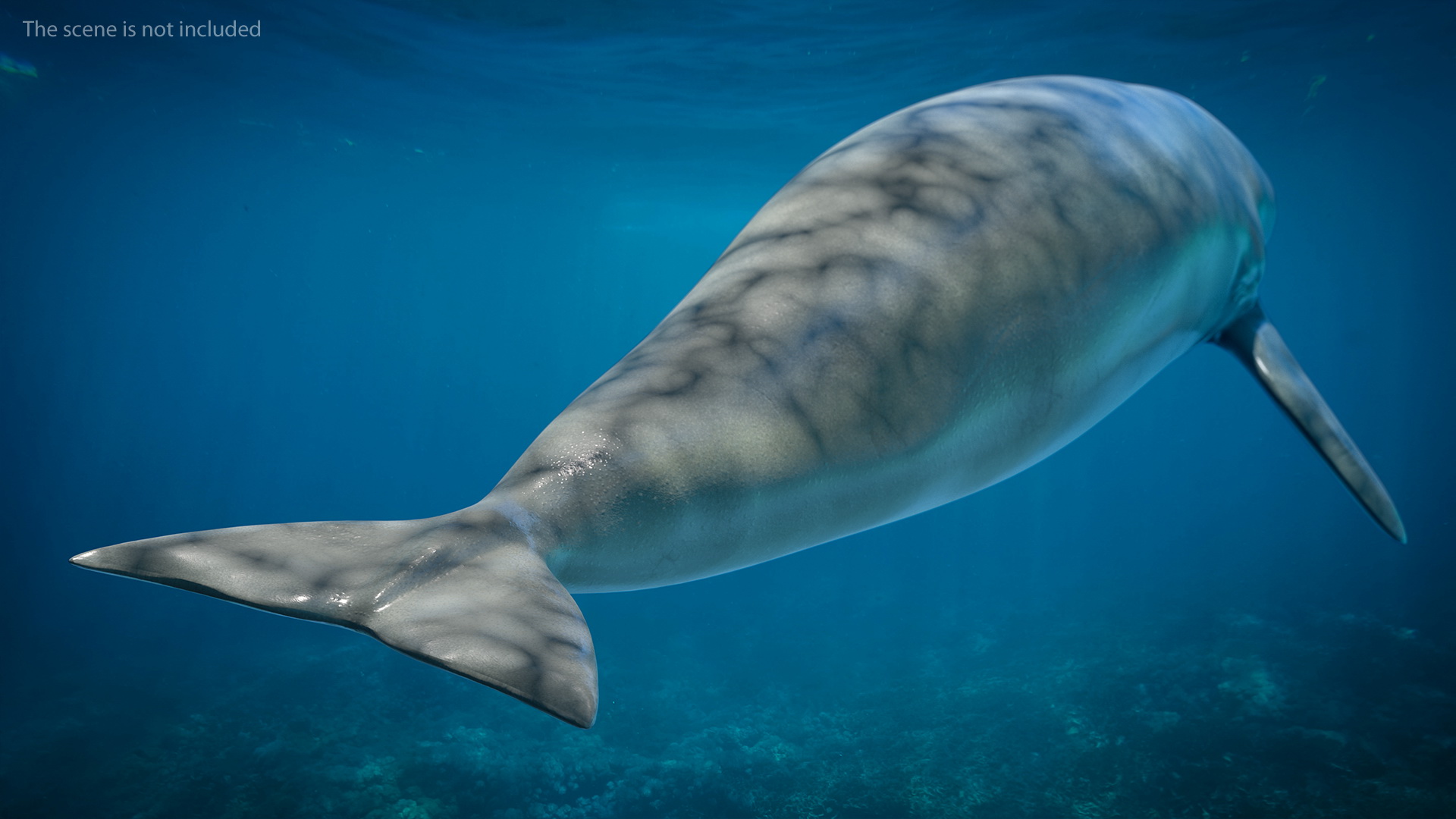 3D Dugong Rigged model