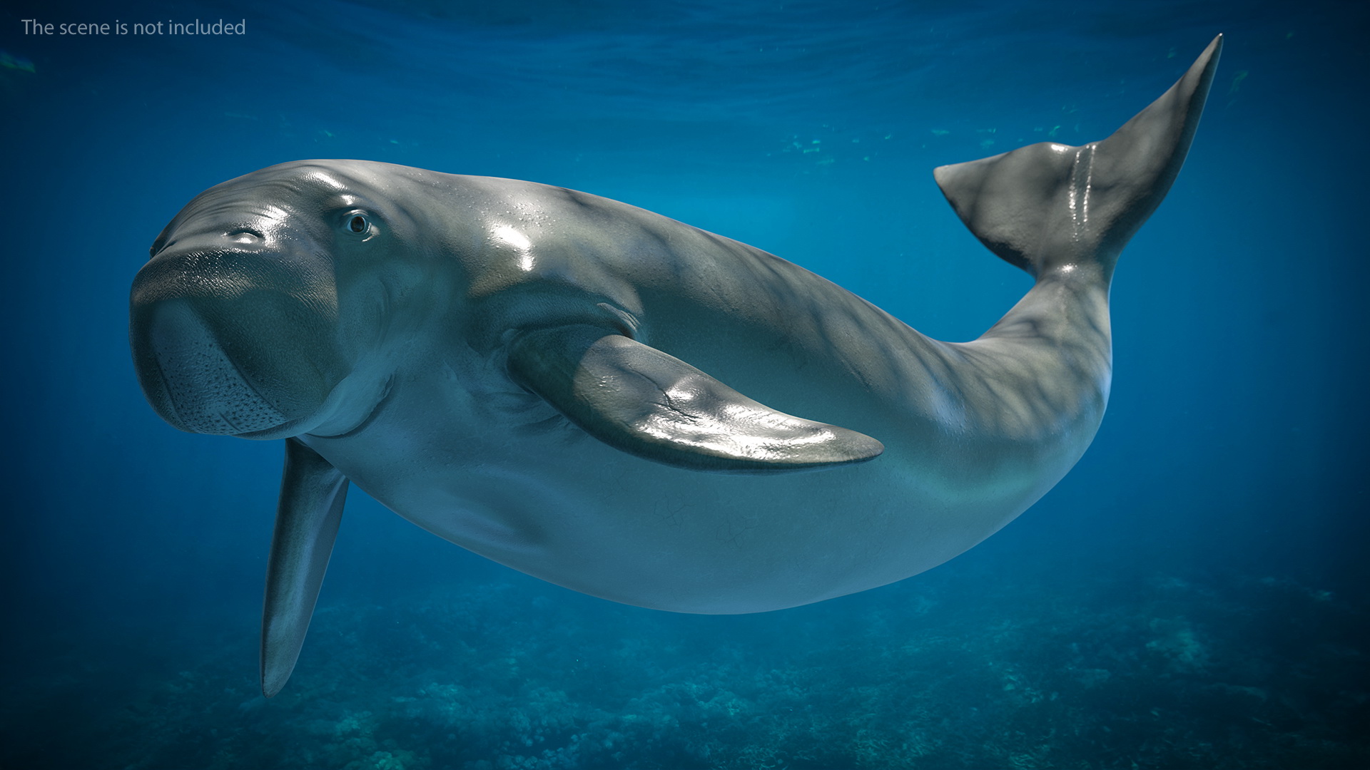 3D Dugong Rigged model