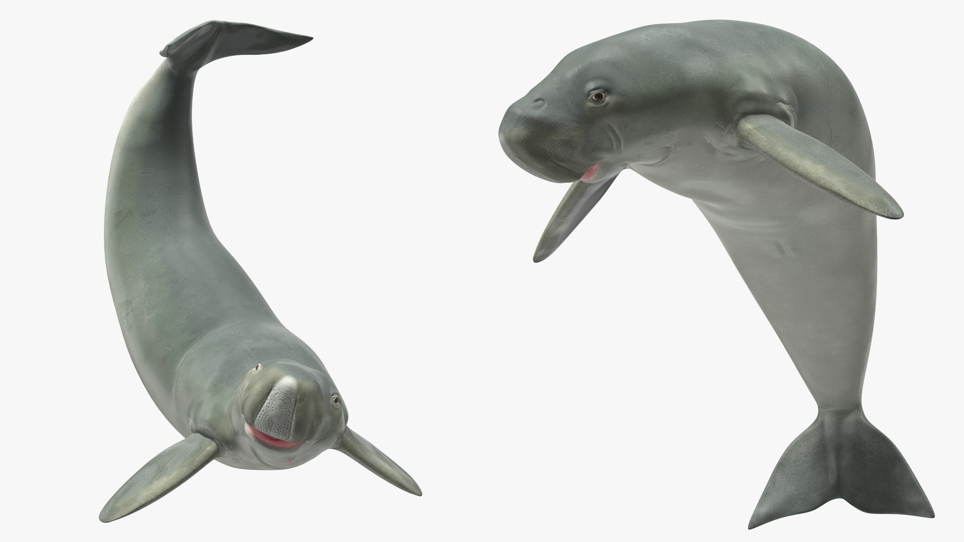 3D Dugong Rigged model