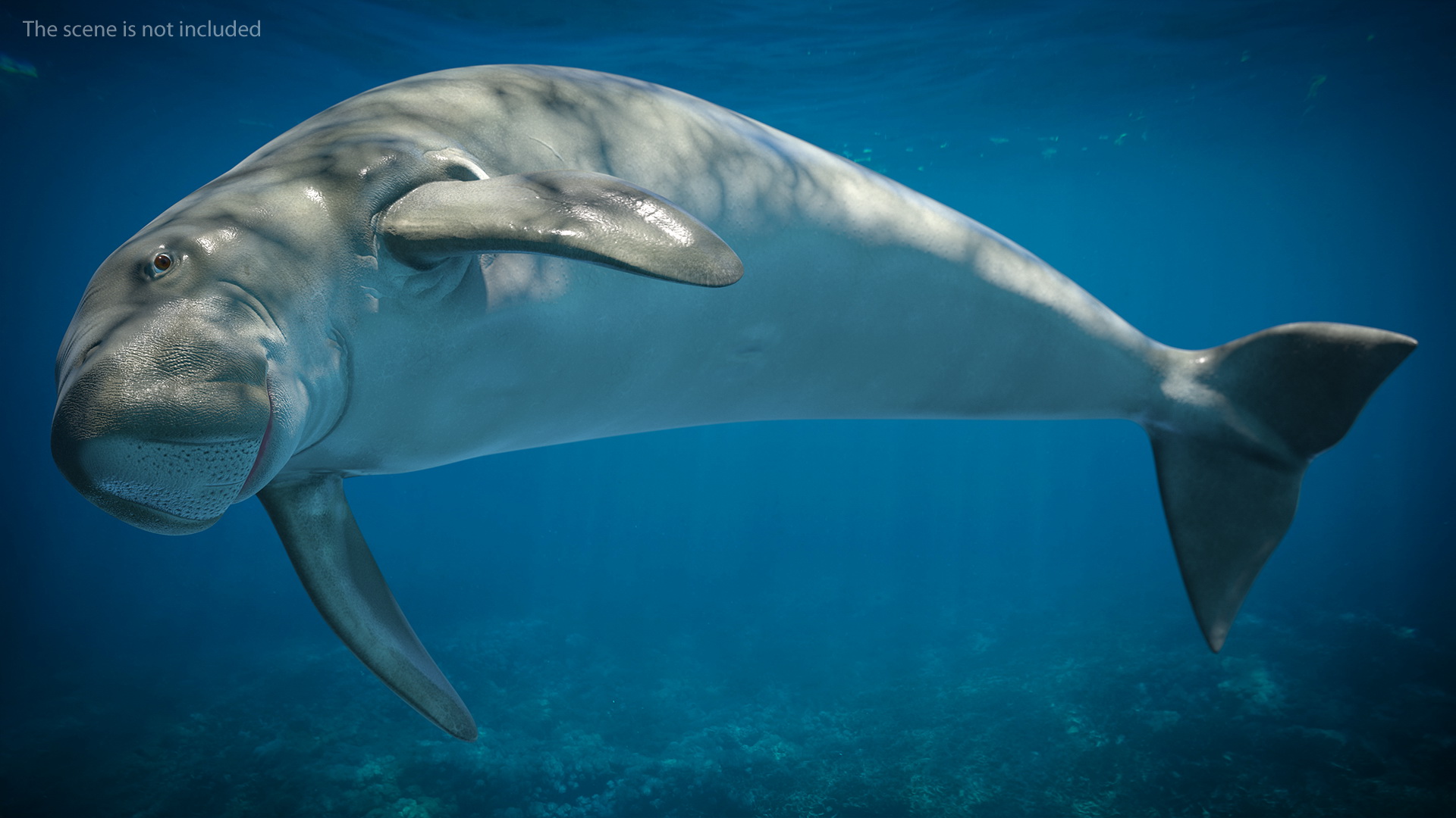 3D Dugong Rigged model