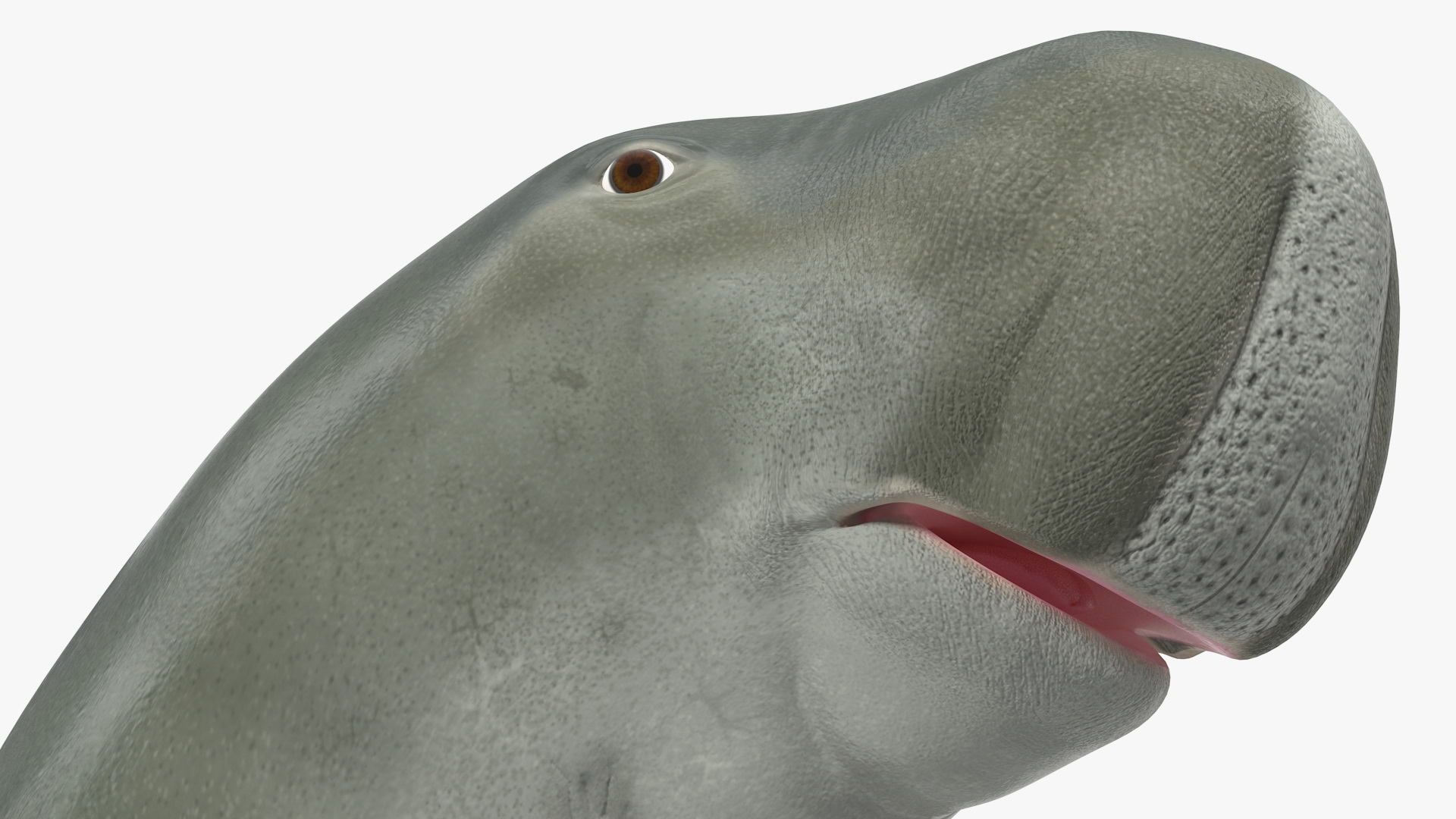 3D Dugong Rigged model