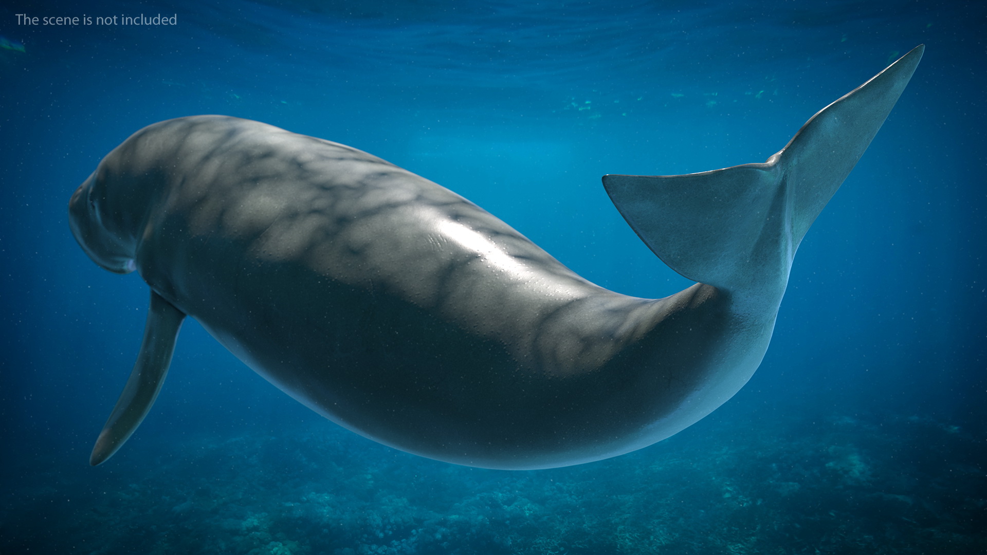 3D Dugong Rigged model