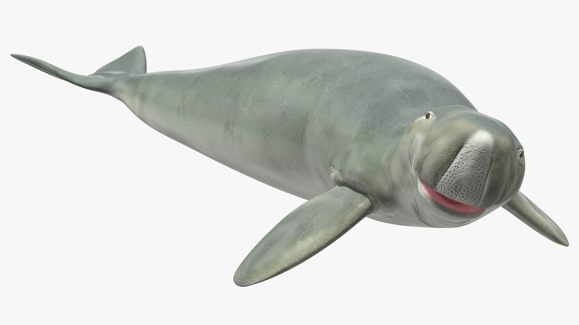 3D Dugong Rigged model