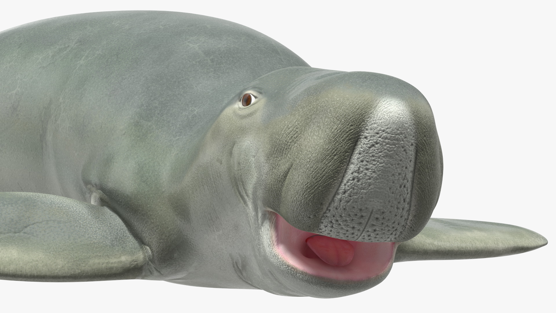 3D Dugong Rigged model
