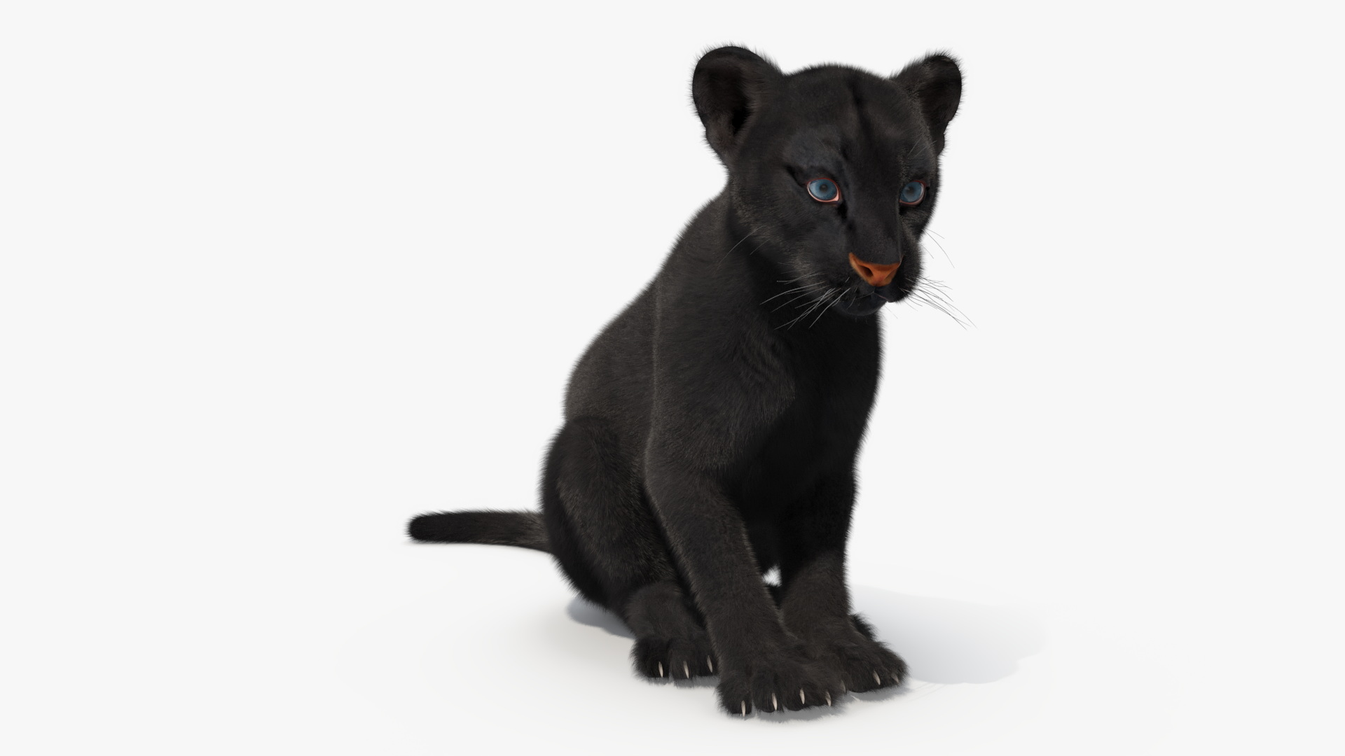 Black Panther Cub Sitting Pose with Fur 3D model