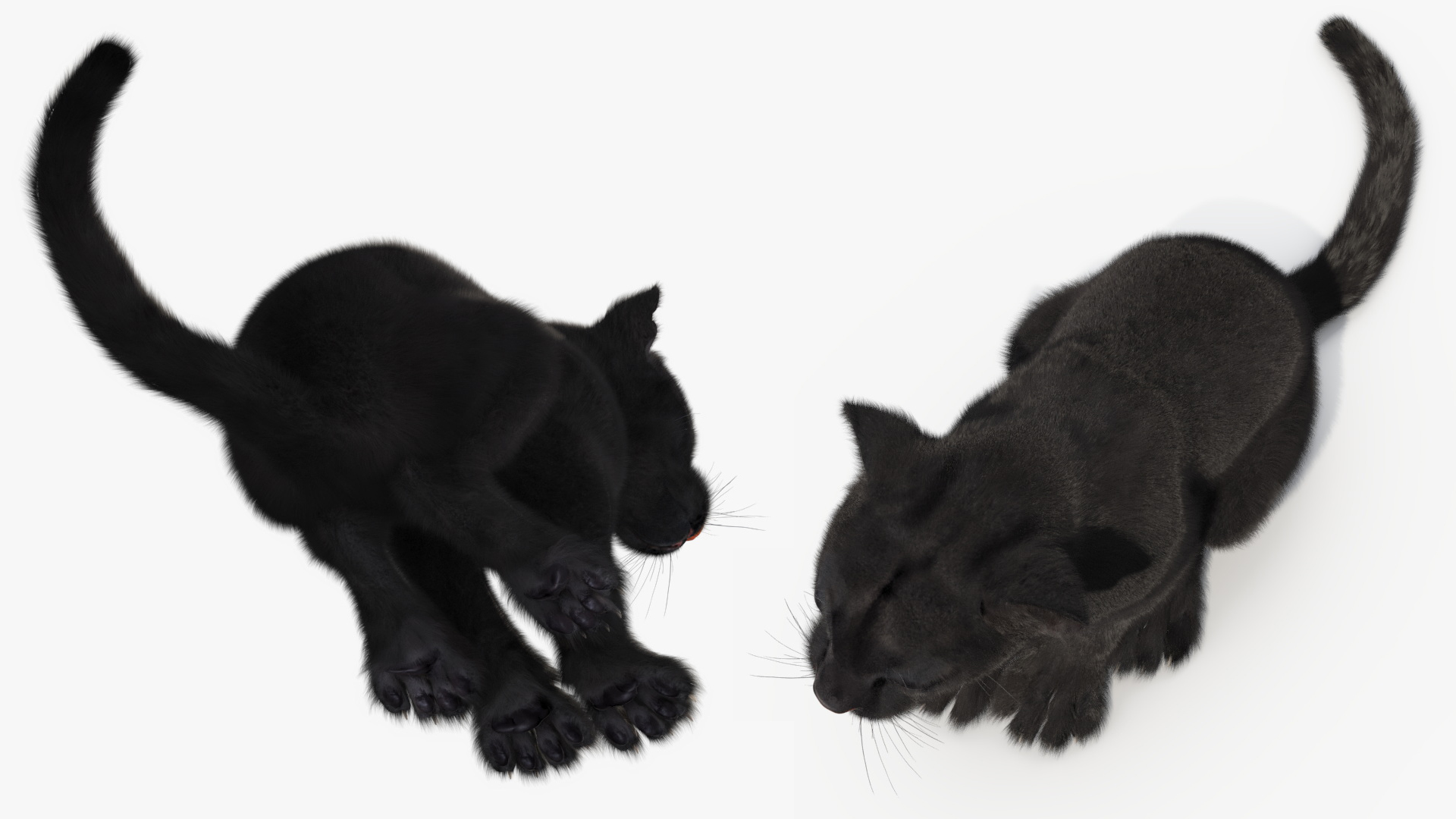 Black Panther Cub Sitting Pose with Fur 3D model