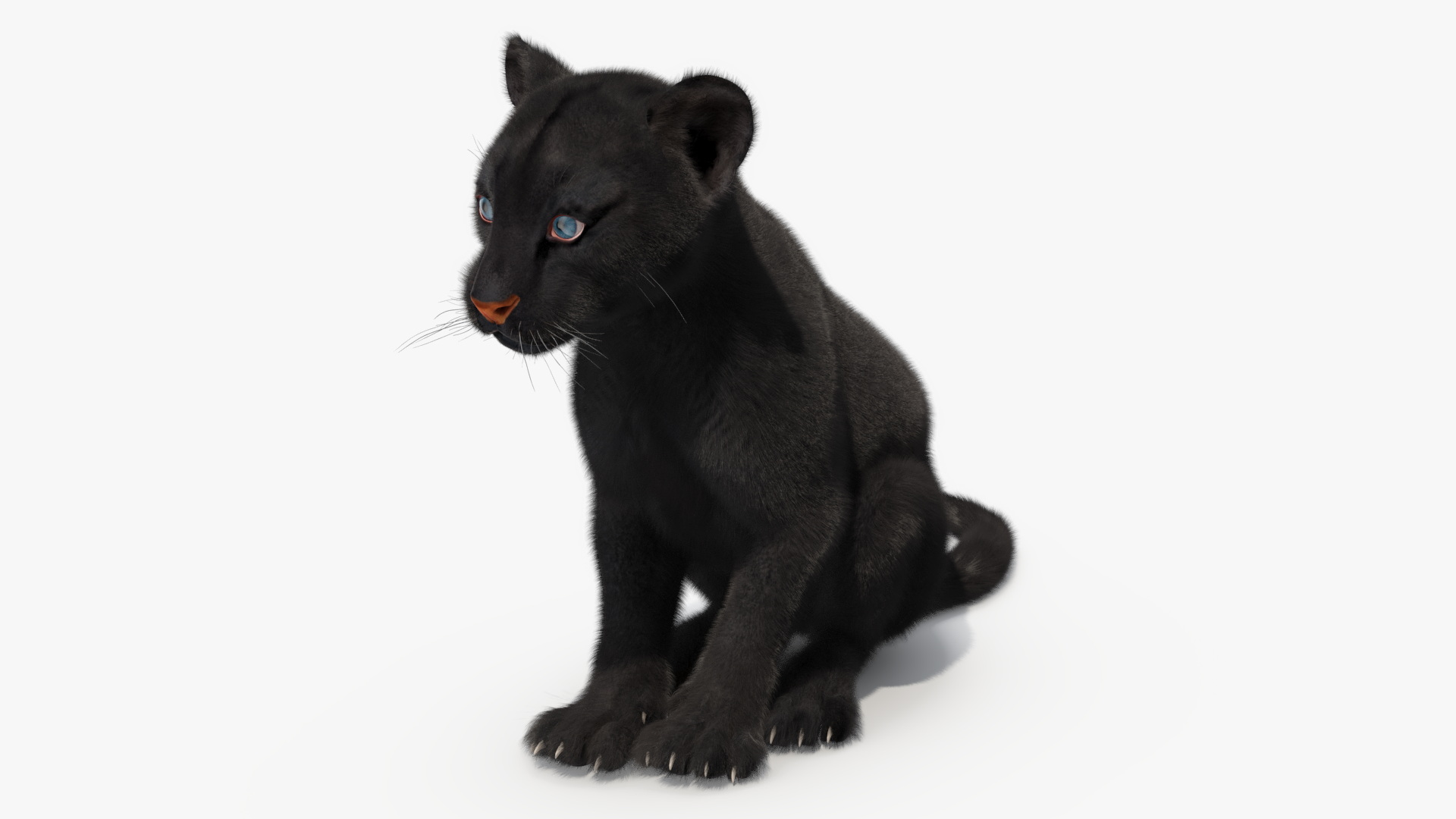 Black Panther Cub Sitting Pose with Fur 3D model