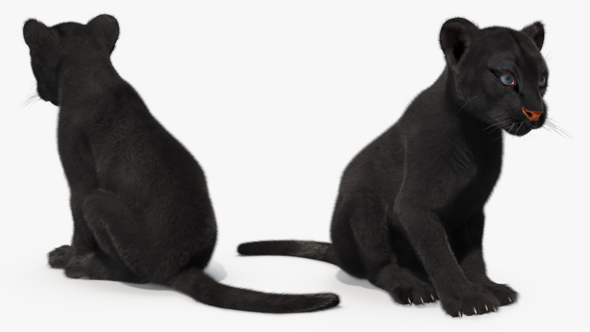 Black Panther Cub Sitting Pose with Fur 3D model